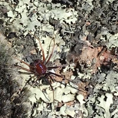 Habronestes sp. (genus) (An ant-eating spider) at Mount Taylor - 11 Sep 2021 by Tapirlord