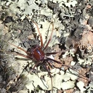 Habronestes sp. (genus) at Kambah, ACT - 11 Sep 2021 11:49 AM