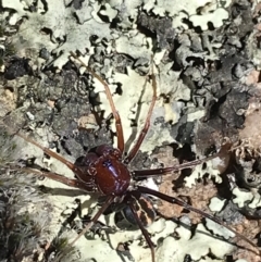 Habronestes sp. (genus) at Kambah, ACT - 11 Sep 2021 11:49 AM