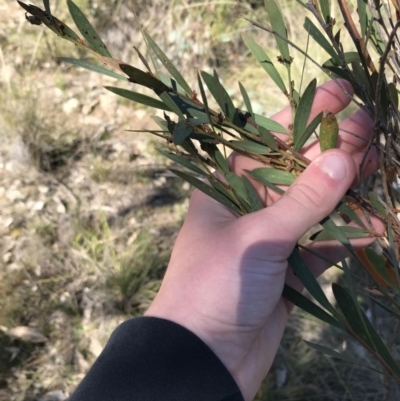 Acacia penninervis var. penninervis (Hickory Wattle) at Mount Taylor - 11 Sep 2021 by Tapirlord