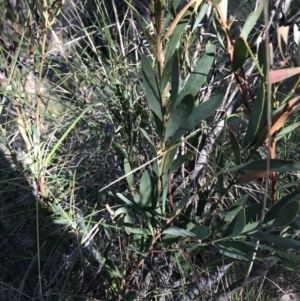 Acacia penninervis var. penninervis at Kambah, ACT - 11 Sep 2021 11:47 AM