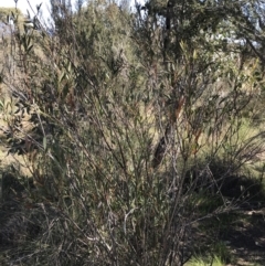 Acacia penninervis var. penninervis at Kambah, ACT - 11 Sep 2021 11:47 AM