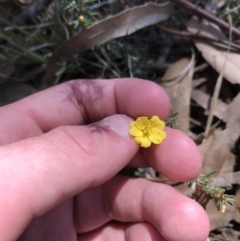 Hibbertia calycina (Lesser Guinea-flower) at Mount Taylor - 11 Sep 2021 by Tapirlord