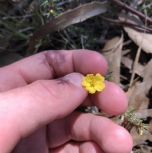 Hibbertia calycina at Kambah, ACT - 11 Sep 2021 11:40 AM