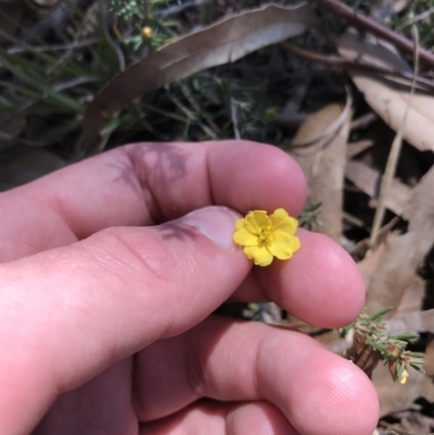 Hibbertia calycina (Lesser Guinea-flower) at Kambah, ACT - 11 Sep 2021 by Tapirlord