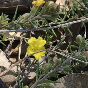 Hibbertia calycina at Kambah, ACT - 11 Sep 2021