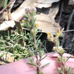 Hibbertia calycina at Kambah, ACT - 11 Sep 2021