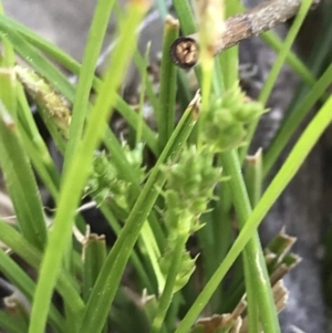 Carex breviculmis at Kambah, ACT - 11 Sep 2021 11:37 AM