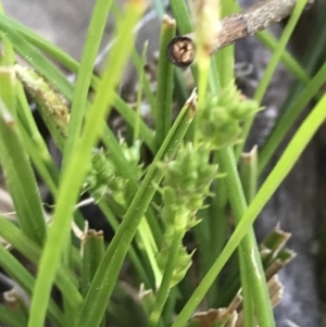 Carex breviculmis at Kambah, ACT - 11 Sep 2021