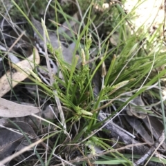 Carex breviculmis at Kambah, ACT - 11 Sep 2021 11:37 AM