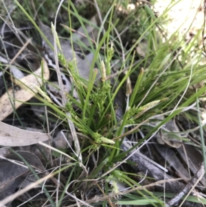 Carex breviculmis at Kambah, ACT - 11 Sep 2021