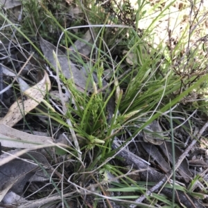 Carex breviculmis at Kambah, ACT - 11 Sep 2021 11:37 AM