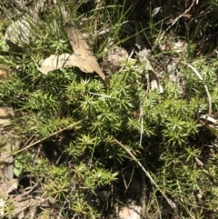 Acrotriche serrulata (Ground-berry) at Mount Taylor - 11 Sep 2021 by Tapirlord