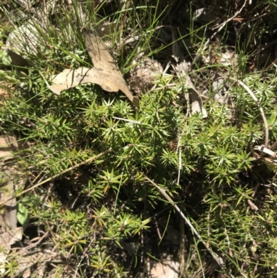 Acrotriche serrulata (Ground-berry) at Mount Taylor - 11 Sep 2021 by Tapirlord