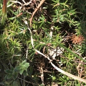 Acrotriche serrulata at Kambah, ACT - 11 Sep 2021 11:36 AM