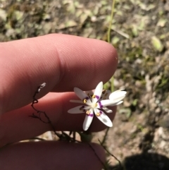 Wurmbea dioica subsp. dioica (Early Nancy) at Mount Taylor - 11 Sep 2021 by Tapirlord