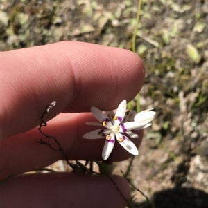 Wurmbea dioica subsp. dioica at Kambah, ACT - 11 Sep 2021