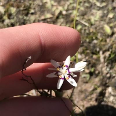 Wurmbea dioica subsp. dioica (Early Nancy) at Kambah, ACT - 11 Sep 2021 by Tapirlord