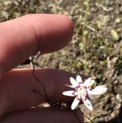 Wurmbea dioica subsp. dioica at Kambah, ACT - 11 Sep 2021