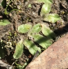 Riccia sp. (genus) (Liverwort) at Mount Taylor - 11 Sep 2021 by Tapirlord