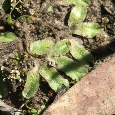 Riccia sp. (genus) (Liverwort) at Mount Taylor - 11 Sep 2021 by Tapirlord