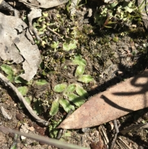 Riccia sp. (genus) at Kambah, ACT - 11 Sep 2021