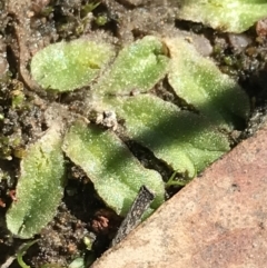 Riccia sp. (genus) at Kambah, ACT - 11 Sep 2021