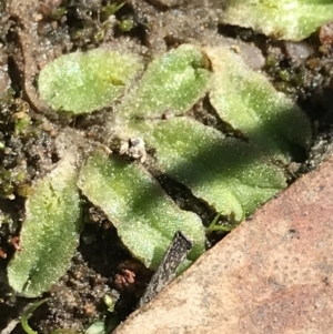 Riccia sp. (genus) at Kambah, ACT - 11 Sep 2021
