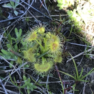 Drosera (genus) (A Sundew) at Kambah, ACT - 11 Sep 2021 by Tapirlord