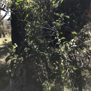 Acacia melanoxylon at Kambah, ACT - 11 Sep 2021