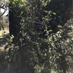 Acacia melanoxylon (Blackwood) at Mount Taylor - 11 Sep 2021 by Tapirlord