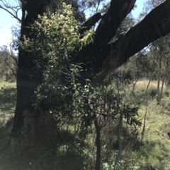 Acacia melanoxylon at Kambah, ACT - 11 Sep 2021