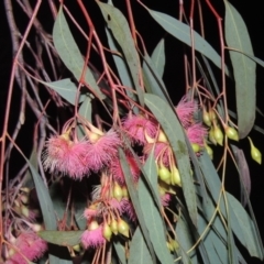 Eucalyptus sideroxylon (Mugga Ironbark) at Gordon, ACT - 7 Sep 2021 by michaelb