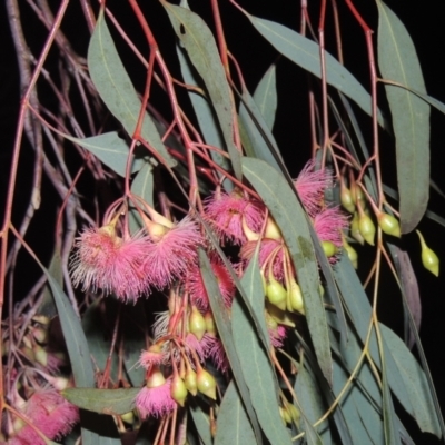 Eucalyptus sideroxylon (Mugga Ironbark) at Pine Island to Point Hut - 7 Sep 2021 by michaelb