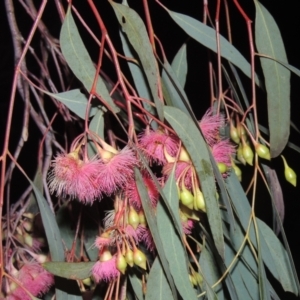 Eucalyptus sideroxylon at Gordon, ACT - 7 Sep 2021