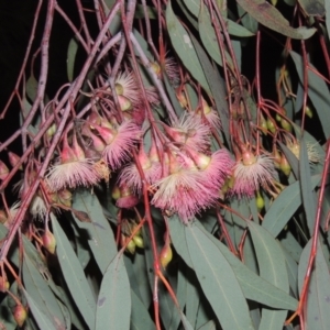 Eucalyptus sideroxylon at Gordon, ACT - 7 Sep 2021