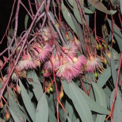 Eucalyptus sideroxylon (Mugga Ironbark) at Gordon, ACT - 7 Sep 2021 by MichaelBedingfield