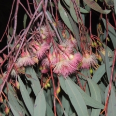 Eucalyptus sideroxylon (Mugga Ironbark) at Gordon, ACT - 7 Sep 2021 by michaelb