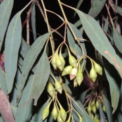 Eucalyptus sideroxylon at Gordon, ACT - 7 Sep 2021