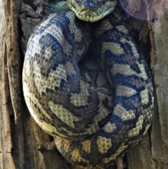 Morelia spilota mcdowelli (Eastern, Coastal or McDowell's Carpet python) at Cranbrook, QLD - 8 Aug 2021 by TerryS