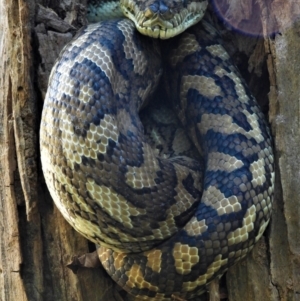 Morelia spilota mcdowelli at Cranbrook, QLD - 8 Aug 2021