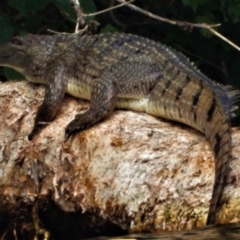 Crocodylus porosus (Saltwater Crocodile, Estuarine Crocodile) at Douglas, QLD - 28 Aug 2021 by TerryS