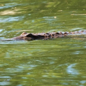 Crocodylus johnstoni at Cranbrook, QLD - 10 Feb 2020