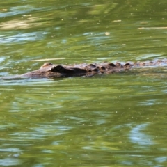 Crocodylus johnstoni (Freshwater Crocodile) at Cranbrook, QLD - 9 Feb 2020 by TerryS