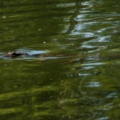 Crocodylus johnstoni (Freshwater Crocodile) at Douglas, QLD - 10 Feb 2020 by TerryS