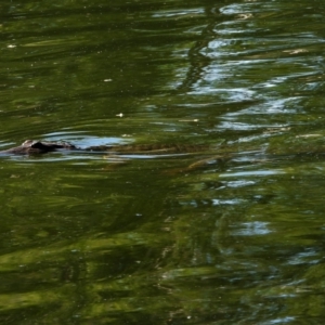 Crocodylus johnstoni at Douglas, QLD - 10 Feb 2020