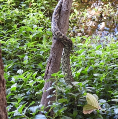 Morelia spilota mcdowelli (Eastern, Coastal or McDowell's Carpet python) at Cranbrook, QLD - 25 Jul 2020 by TerryS