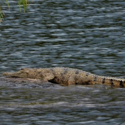 Crocodylus johnstoni (Freshwater Crocodile) at Cranbrook, QLD - 3 Aug 2019 by TerryS