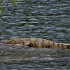 Crocodylus johnstoni (Freshwater Crocodile) at Cranbrook, QLD - 3 Aug 2019 by TerryS