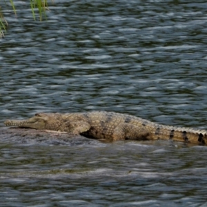 Crocodylus johnstoni at Cranbrook, QLD - 3 Aug 2019
